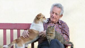 Provisions for Pets